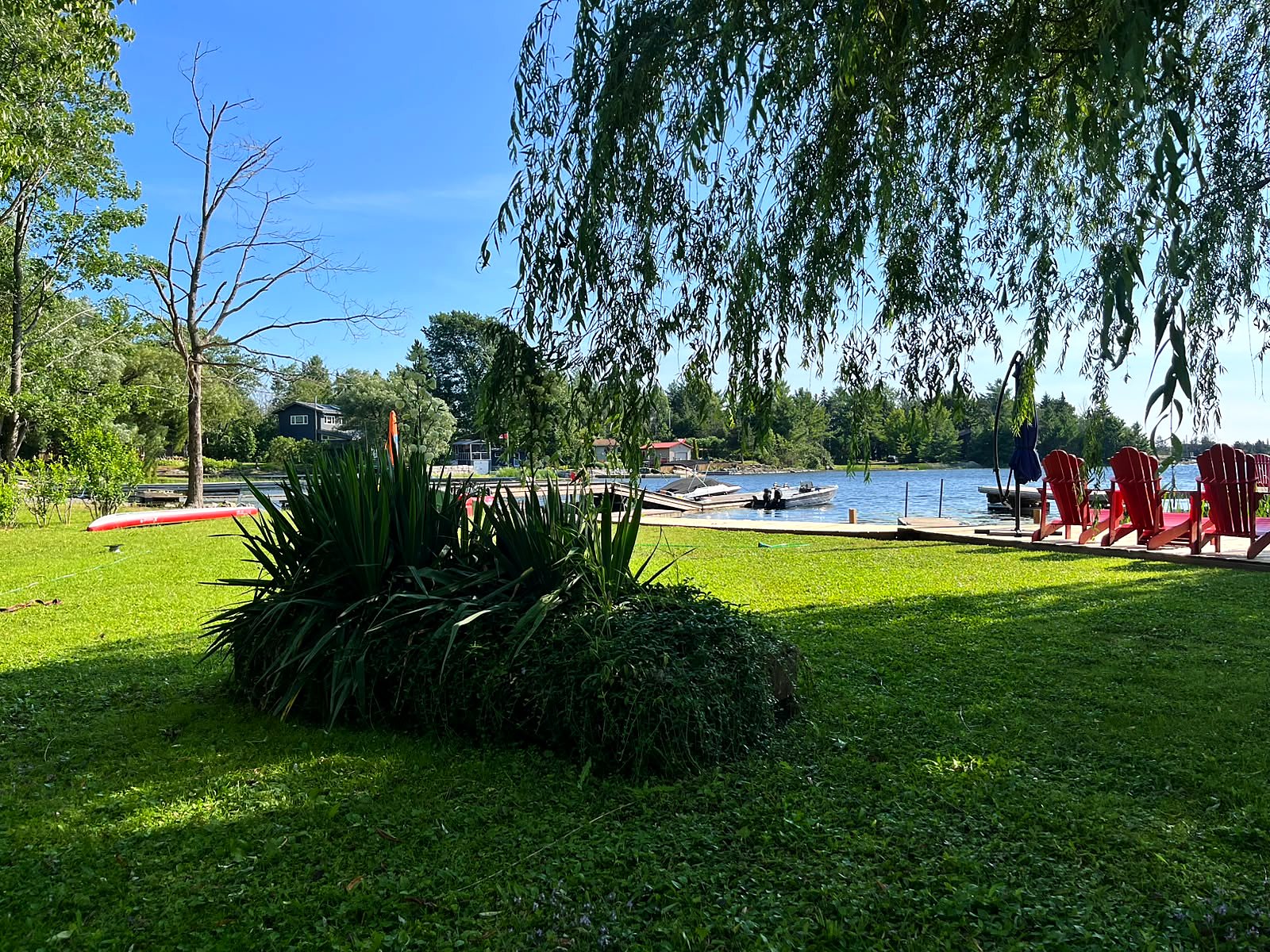 The lawn and willow tree running down to the water, with red Muskoka chairs